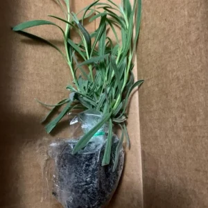 Set of 2 Provence Lavender Live Plants – 4-6