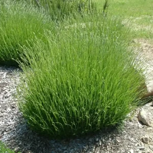 Set of 2 Provence Lavender Live Plants – 4-6