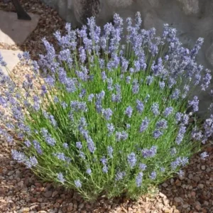 Set of 2 Provence Lavender Live Plants – 4-6