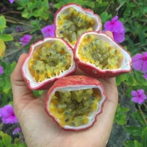 Set of 2 Purple Passionfruit Live Plants - 4-6