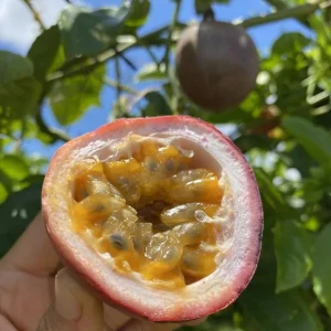 Set of 2 Purple Passionfruit Live Plants - 4-6