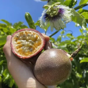 Set of 2 Purple Passionfruit Live Plants - 4-6