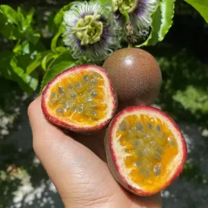 Set of 2 Purple Passionfruit Live Plants - 4-6