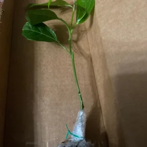 Set of 2 Purple Passionfruit Live Plants - 4-6