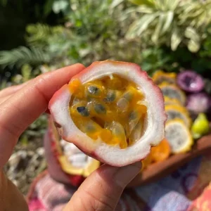 Set of 2 Purple Passionfruit Live Plants - 4-6