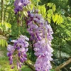 Set of 2 Purple Wisteria Sinensis Live Plants, 6-12" Tall, 3" Pot, Fragrant Vine for Landscape - Image 1