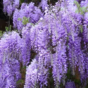 Set of 2 Purple Wisteria Sinensis Live Plants, 6-12