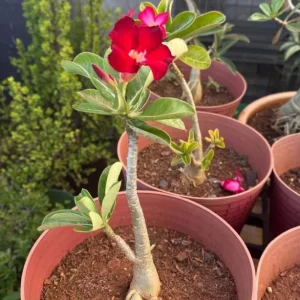 Set of 2 Red Desert Rose Live Plants - 4-6