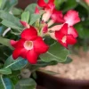 Set of 2 Red Desert Rose Live Plants - 4-6" Tall Adenium obesum - Indoor/Outdoor Flower - Image 1