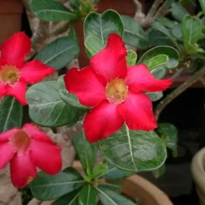 Set of 2 Red Desert Rose Live Plants - 4-6