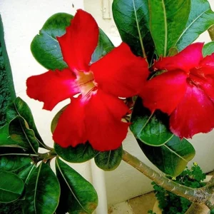 Set of 2 Red Desert Rose Live Plants - 4-6