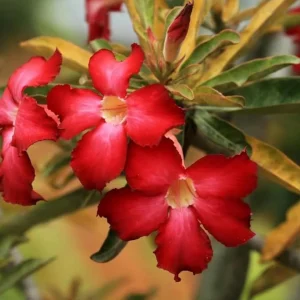 Set of 2 Red Desert Rose Live Plants - 4-6