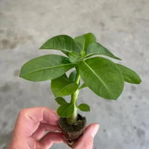 Set of 2 Red Desert Rose Live Plants - 4-6