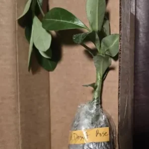 Set of 2 Red Desert Rose Live Plants - 4-6