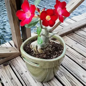 Set of 2 Red Desert Rose Live Plants - 4-6