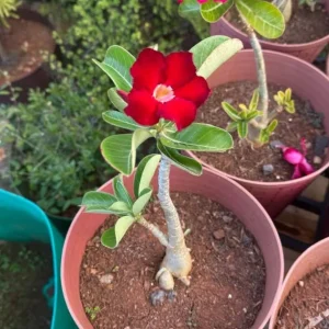 Set of 2 Red Desert Rose Live Plants - 4-6