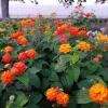 Set of 2 Red Lantana Camara Live Plants - 4-6" Tall, Attracts Pollinators, Low Maintenance - Image 1