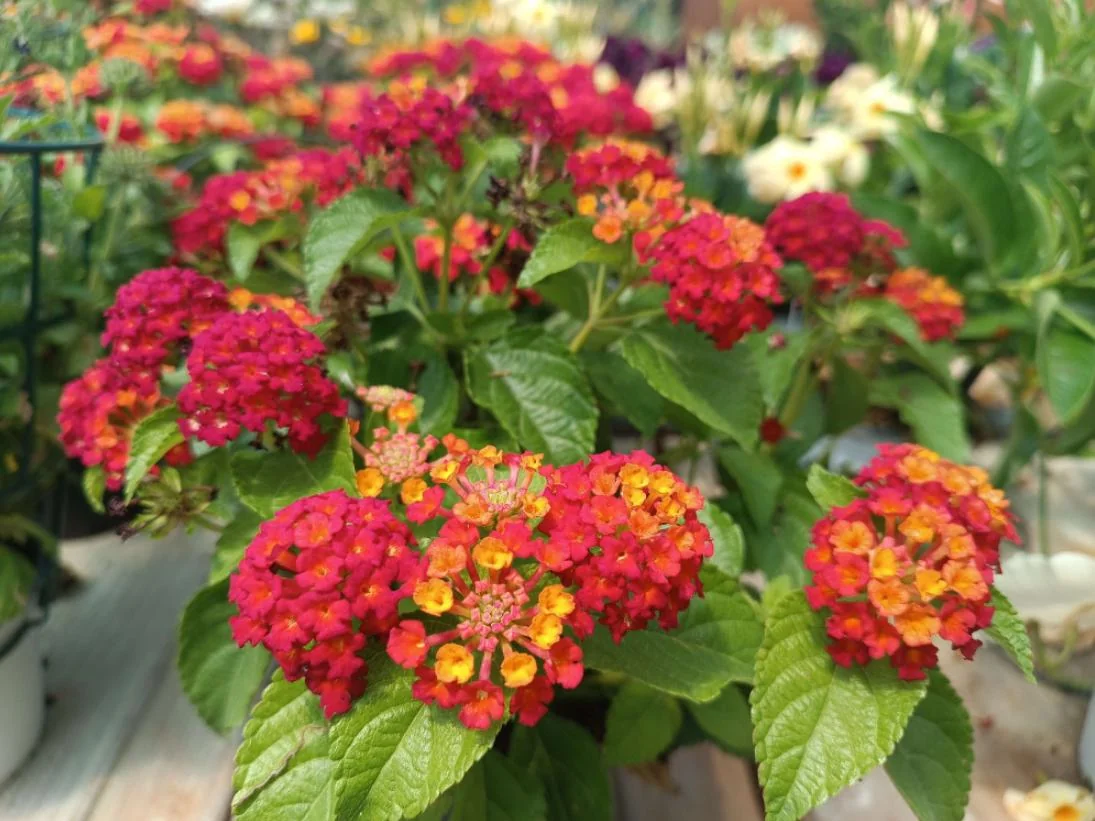 Set of 2 Red Lantana Camara Live Plants - 4-6" Tall, Attracts Pollinators, Low Maintenance - Image 2
