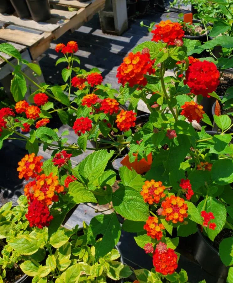 Set of 2 Red Lantana Camara Live Plants - 4-6" Tall, Attracts Pollinators, Low Maintenance - Image 3