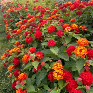 Set of 2 Red Lantana Camara Live Plants - 4-6
