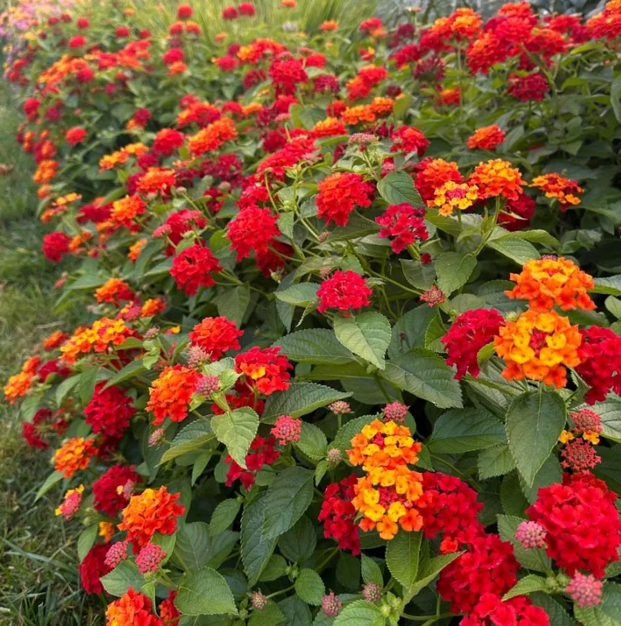 Set of 2 Red Lantana Camara Live Plants - 4-6" Tall, Attracts Pollinators, Low Maintenance - Image 4