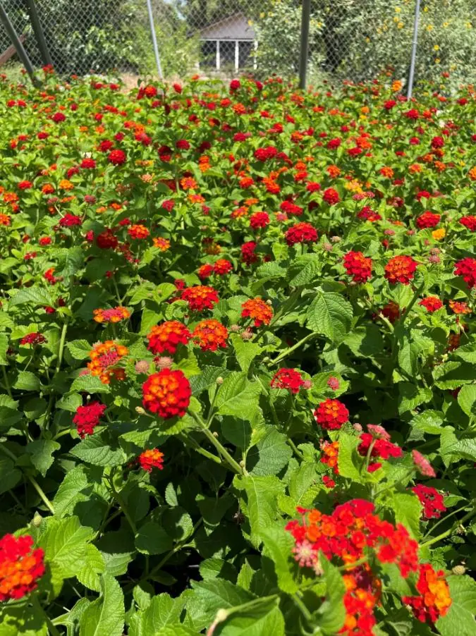 Set of 2 Red Lantana Camara Live Plants - 4-6" Tall, Attracts Pollinators, Low Maintenance - Image 5