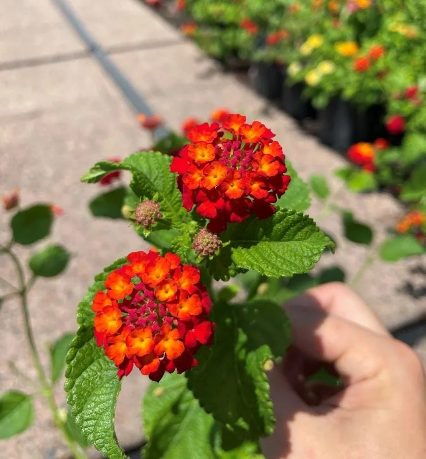 Set of 2 Red Lantana Camara Live Plants - 4-6" Tall, Attracts Pollinators, Low Maintenance - Image 6
