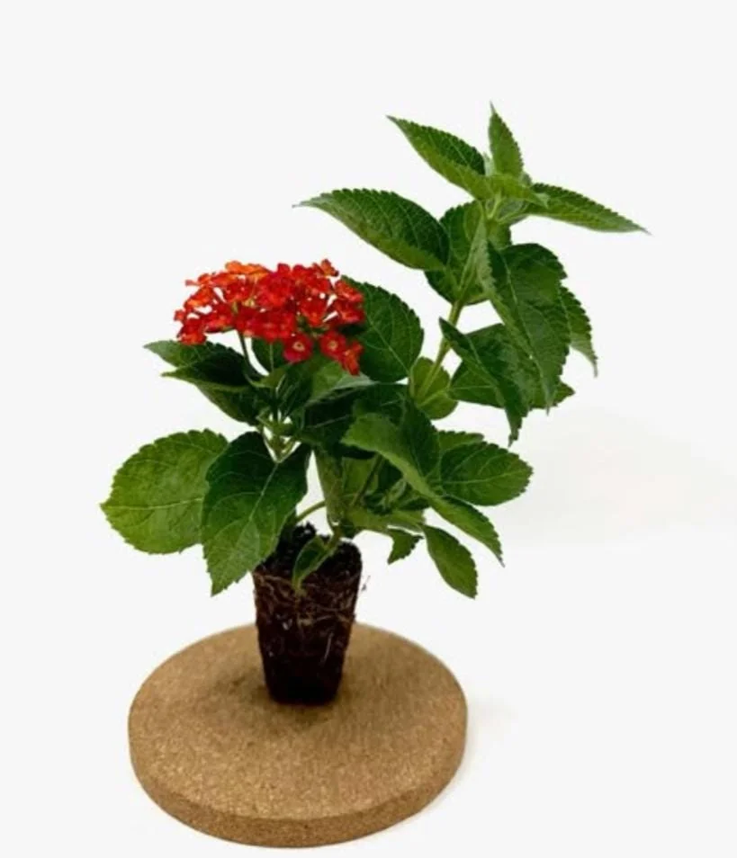 Set of 2 Red Lantana Camara Live Plants - 4-6" Tall, Attracts Pollinators, Low Maintenance - Image 7
