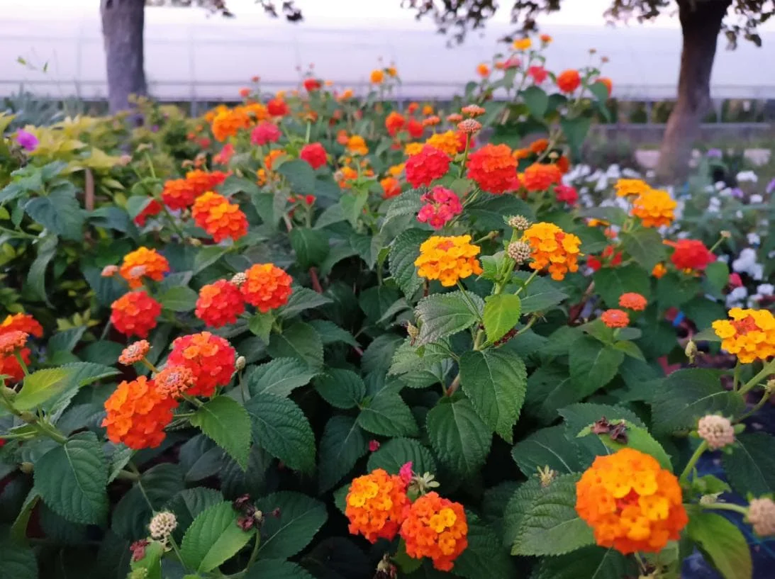 Set of 2 Red Lantana Camara Live Plants - 4-6" Tall, Attracts Pollinators, Low Maintenance - Image 1