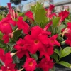 Set of 2 Red Mandevilla Live Plants 4-6" Tall - Butterfly & Pollinator Friendly Vine - Image 1