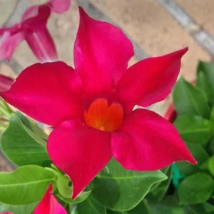 Set of 2 Red Mandevilla Live Plants 4-6