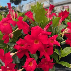 Set of 2 Red Mandevilla Live Plants 4-6
