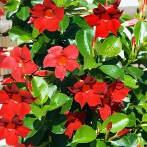 Set of 2 Red Mandevilla Live Plants 4-6