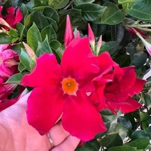 Set of 2 Red Mandevilla Live Plants 4-6
