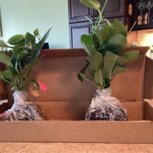 Set of 2 Red Mandevilla Live Plants 4-6