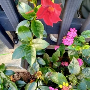 Set of 2 Red Mandevilla Live Plants 4-6