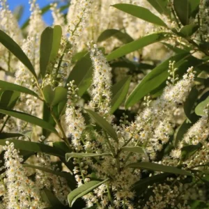 Set of 2 Schip Laurel Live Plants - 6-10in Tall, 3in Pot - Evergreen Shrub for Hedges - Image 2