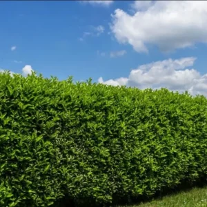 Set of 2 Schip Laurel Live Plants - 6-10in Tall, 3in Pot - Evergreen Shrub for Hedges - Image 4