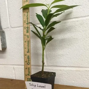 Set of 2 Schip Laurel Live Plants - 6-10in Tall, 3in Pot - Evergreen Shrub for Hedges - Image 5