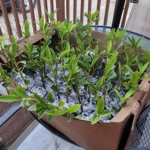 Set of 2 Schip Laurel Live Plants - 6-10in Tall, 3in Pot - Evergreen Shrub for Hedges - Image 6