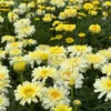 Set of 2 Shasta Daisy Realflor Real Charmer Live Plants - 4-8" Tall Perennial - Image 1