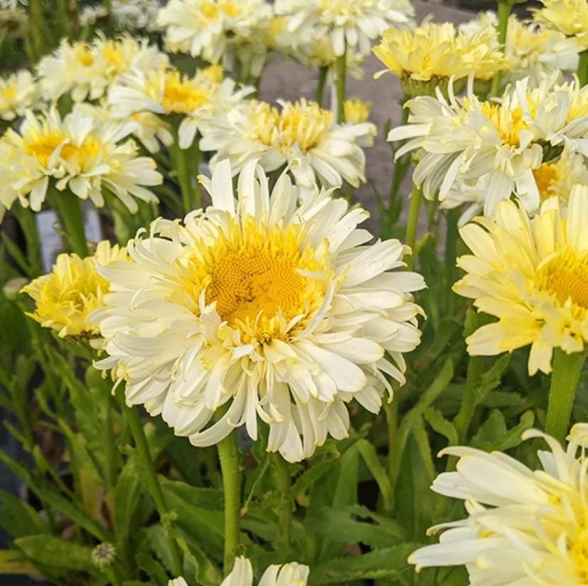 Set of 2 Shasta Daisy Realflor Real Charmer Live Plants - 4-8" Tall Perennial - Image 2