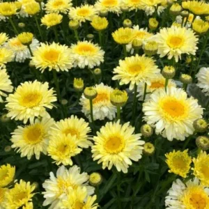 Set of 2 Shasta Daisy Realflor Real Charmer Live Plants - 4-8