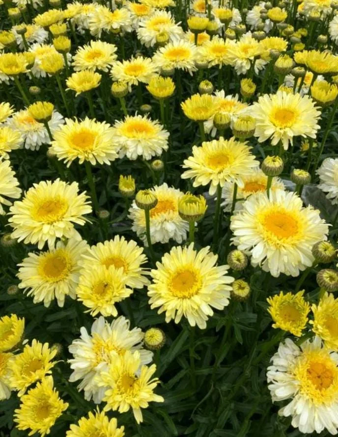 Set of 2 Shasta Daisy Realflor Real Charmer Live Plants - 4-8" Tall Perennial - Image 3