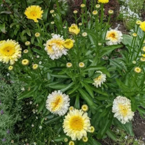 Set of 2 Shasta Daisy Realflor Real Charmer Live Plants - 4-8