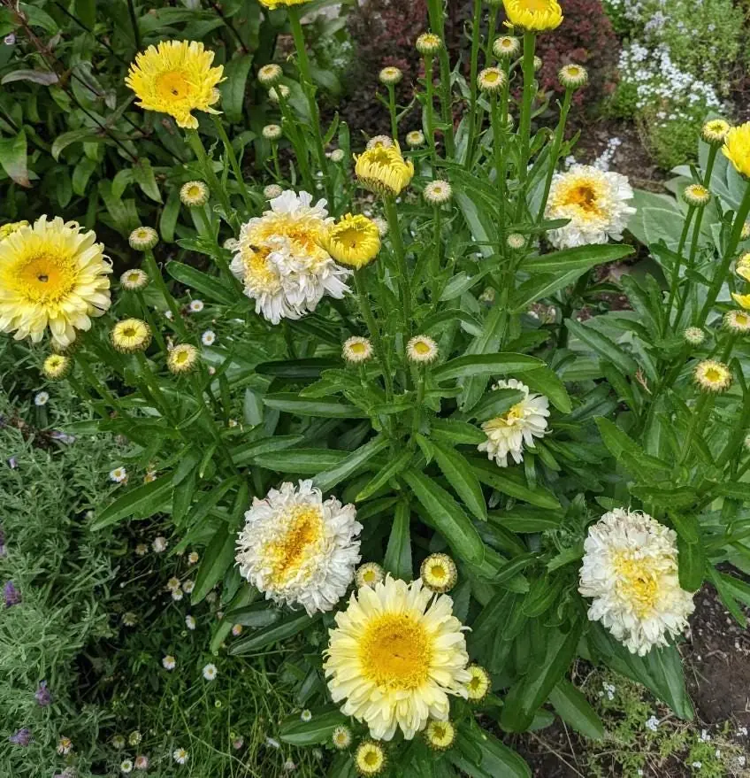 Set of 2 Shasta Daisy Realflor Real Charmer Live Plants - 4-8" Tall Perennial - Image 4