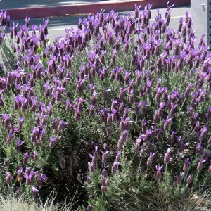 Set of 2 Spanish Eyes Lavender Live Plants - 4-6