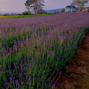 Set of 2 Spanish Eyes Lavender Live Plants - 4-6" Tall - Fragrant Perennial Flowers - Image 1