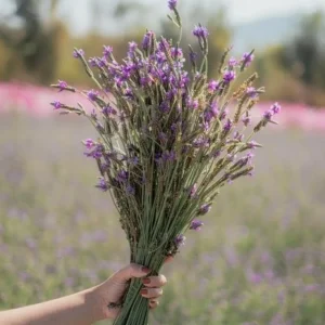 Set of 2 Spanish Eyes Lavender Live Plants - 4-6