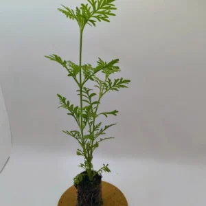 Set of 2 Spanish Eyes Lavender Live Plants - 4-6